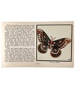 The Cecropia Moth 1934 Butterflies Of America Antique Insect Art PCBG14C - $19.99