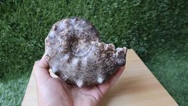 Item image 12