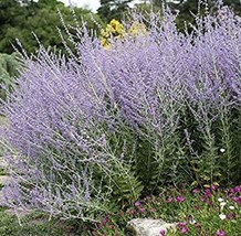 60 Seeds Of Perovskia Atriplicifolia Russian Sage . Aromatic And A Bee M... - $7.11