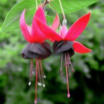 JGBO 25 Seeds Black &amp; Red Lantern Flower Seeds Lantern Flowers USA Seller - £8.31 GBP