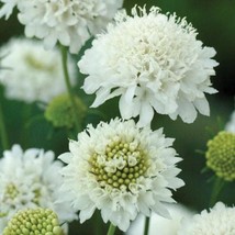 50 Scabiosa Snow White Pincushion Fragrant Perennial Flower Gardening US... - $12.93