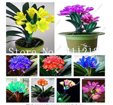 100  pcs Clivia Miniata Plant Gorgeous Bonsai Rare Bush Lily Flower Bonsai DIY H - £40.01 GBP