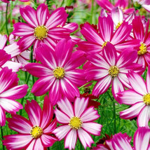 200 Seeds Red Stripe Cosmos for Garden Planting  - £6.67 GBP