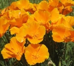 Fresh 100 Seeds Orange Poppy Flower Seeds - £4.80 GBP