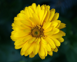 50 Pc Seeds Summer Sun Sundrops Flower, Heliopsis Scabra Seeds for Planting | RK - £13.35 GBP