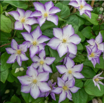25 Lucky Charm Clematis Seeds Climbing Perennial Plumeria Bloom Seed - £12.99 GBP