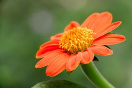 50 Florist choice! Torch Tithonia rotundifolia Mexican sunflower seeds  - £5.53 GBP