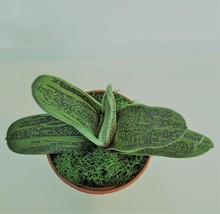 Gasteria Plant, Live Succulents, Little Warty Gasteria batesiana maculata image 2