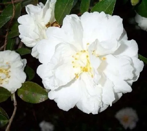 Mine No Yuki Camellia Japonica Live Starter Plant Beautiful Ruffled Peta... - £36.21 GBP