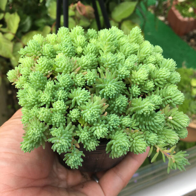 Plants Bonsai Sedum Multiceps Bonsai Potted Plants Purify The Air Flower, 100 PC