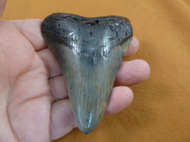 (S276-39) big 3-7/16&quot; Fossil MEGALODON Shark Tooth Teeth JEWELRY love sh... - £86.25 GBP