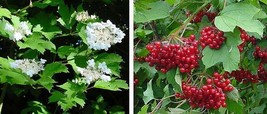 Cranberry Highbush Cranberry Viburnum Opulus 40 Seeds  - £6.53 GBP