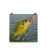 Sunfish Leaping for Gypsy Moth Poster Wildlife Nature Art Print 18&quot;x18&quot; - $357.59 MXN
