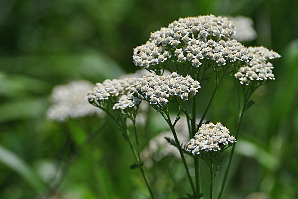 White Yarrow Wildflower Seeds Western Yarrow Milfoil Sneezewort Fresh Fa... - $3.78