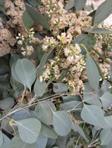 Red Box Eucalyptus Silver Dollar Gum Eucalyptus Polyanthemos 25 Seeds US... - £26.32 GBP