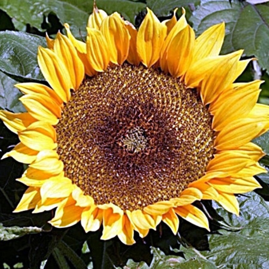 Sunspot Dwarf Sunflower Fresh Gardening - $15.92