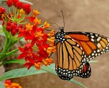 100 Seeds Seeds Bloodflower Tropical Milkweed Mexican Butterfly Weed Dro... - $8.99