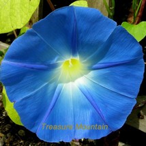 NEW 1 Professional Pack, 50 seeds / pack, Dark Blue Morning Glory Seeds Ipomoea  - £5.16 GBP