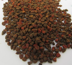 Annatto Seeds Culinary Spice 1/4 oz Bixa Orellana Mexican Herb Flavoring Cooking - £7.11 GBP