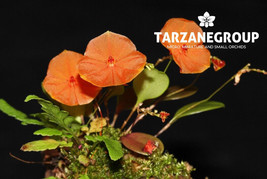 LEPANTHES TELIPOGONIFLORA MICRO MINIATURE ORCHID MOUNTED - £44.24 GBP