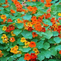Grow In US 20 Seeds Nasturtium Tall Mix Mixed Colors Edible Flowers Heirloom - £8.53 GBP