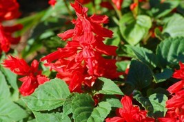 Salvia Seeds Salvia Mojave Red 50 Flower Seedsgarden Beautiful USA Seller - £16.43 GBP