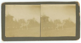c1900&#39;s Real Photo Stereoview of Beautiful Deer in Field - £12.47 GBP