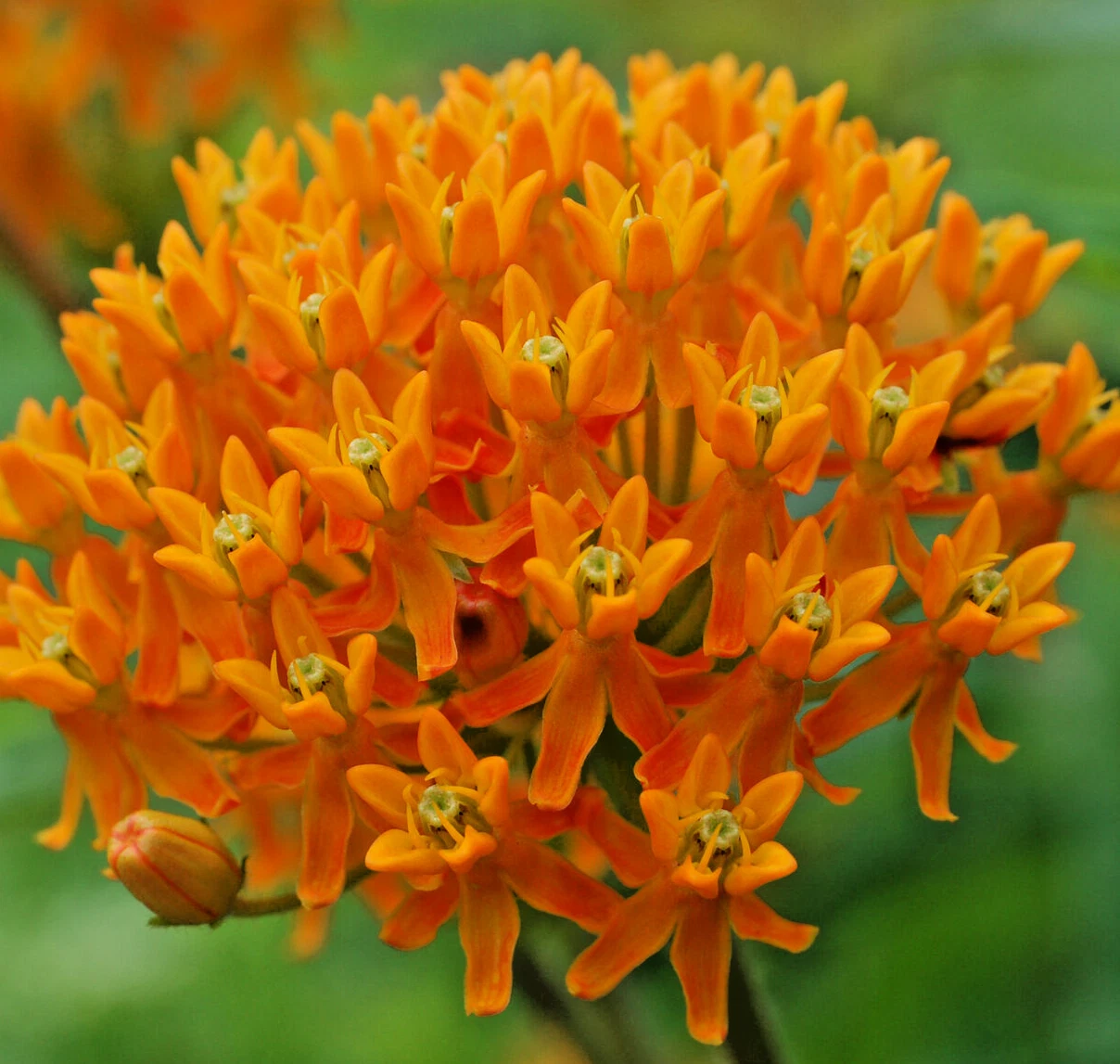 1000 ASCLEPIAS TUBEROSA Seeds (Butterfly Milkweed) Perennial Flower Gard... - $23.28