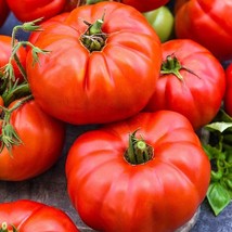 120+ Jersey Tomato Seeds Beefsteak Heirloom Organic Non Gmo Fresh - £7.89 GBP