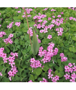 ACID Blue Oxalis Wood Sorrel Flowers - 100 Seeds - $12.00