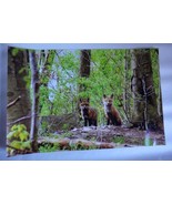 Adorable 2 Young Red Fox in portrait 12x18 unframed photo  - $44.39 CAD
