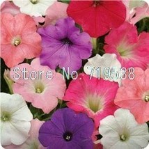 Fresh Seeds Petunias Hanging Light Waves Series Multicolor 100Pcs - £11.84 GBP