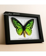 Emerald Birdwing Butterfly Ornithoptera Priamus Poseidon XL Framed Shado... - $128.99