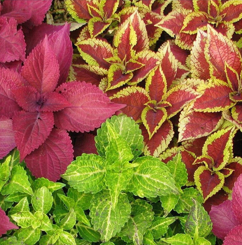 Primary image for 500 Seeds Coleus Rainbow Mix Seeds From US