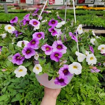 200 Seeds Mini Calibrchoa Million Bells Petunia - $12.52