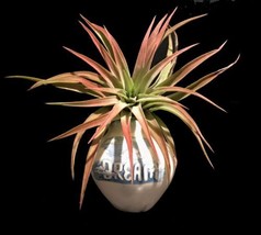 Tilla Critters Dream On One of a Kind Airplant Creations by Chili Fiesta Handiwo - £12.09 GBP