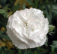 Carnation white seeds, 872,garifalo, white flower seeds, fragrance flowe... - $4.99