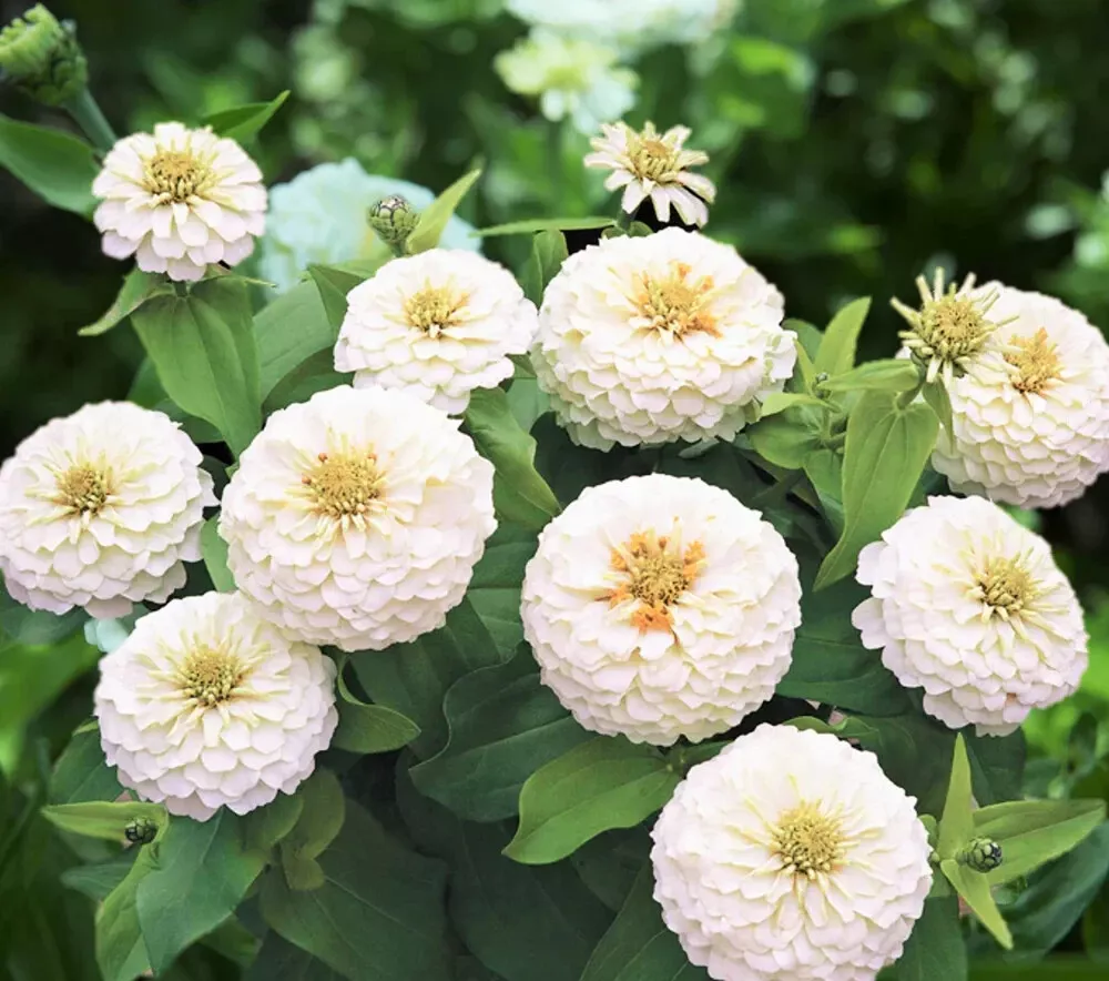 PSStore 250 Polar Bear Zinnia Non Gmo Fresh Vegetable Seeds - $9.67