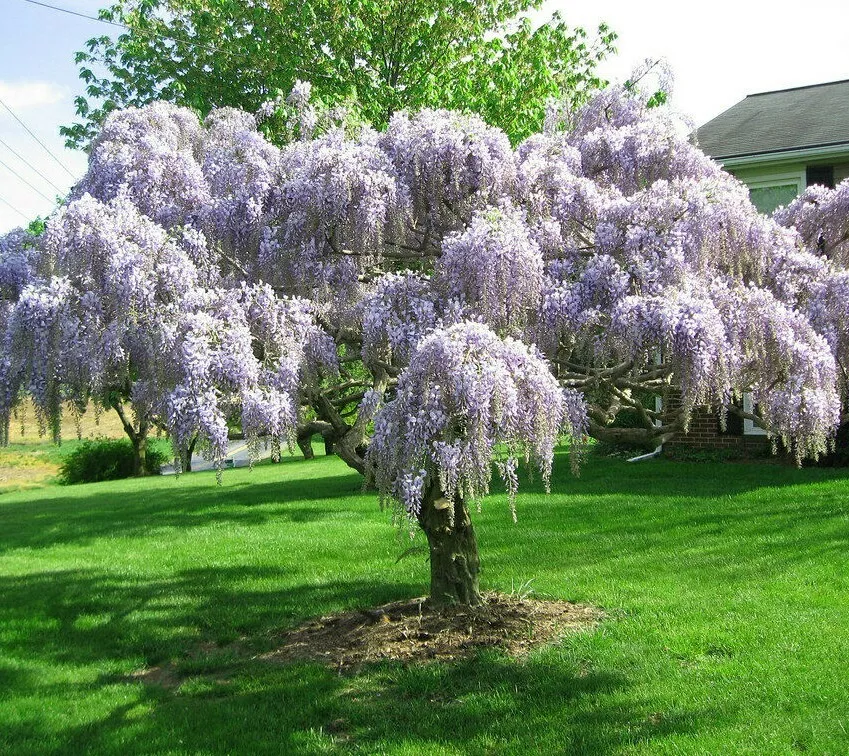 Purple Wisteria Tree/Vine 6-12&quot; Tall Live Plant Bareroot Seedling - £39.09 GBP