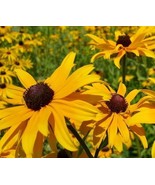 200 Seeds Black Eyed Sn Hirta Yellow Fresh Seeds GiftFrom US - $8.35