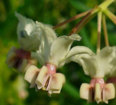10 Pc Seeds Gomphocarpus Fruticosus Flower Plant, Swan Plant Milkweed Se... - £23.55 GBP