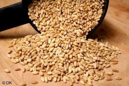 100 Seeds Organic Einkorn 90% Germ Non Hybrid - £7.76 GBP