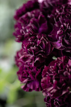 50 Black Carnation King Of Blacks Dianthus Caryophyllus Grenadin Flower Seeds Fr - $16.50