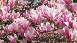 Jane Magnolia Shrub 12-18&quot; Tall in Gallon Pot - Hardy Accent Plant - £62.71 GBP