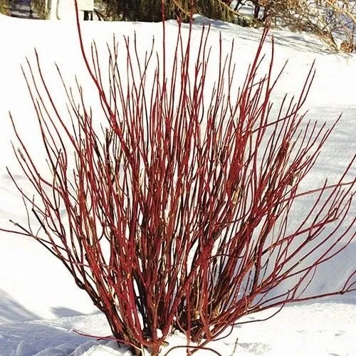 Fresh Red Twig Dogwood Seeds (Cornus Sericea) 15+Seeds Garden - £24.36 GBP