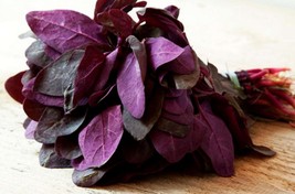 Orach Triple Purple Mountain Spinach Non GMO Heirloom Garden Vegetable 25 Seeds - $1.97