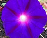 200 Seeds Purple Morning Glory Flower Seeds Naive Wildflower Climbing Fl... - $8.99