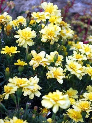 THJAR Marigold Seeds French Marigold Alumia Vanilla Cream 25 Seeds - $4.40