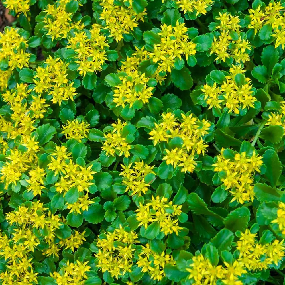 2+ Large Ground Cover Golden Creeping Sedum Yellow Perennial Fully Roote... - £18.51 GBP