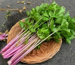 300 Parsley Seeds Aw95572 Gardening USA SELLER - £10.67 GBP